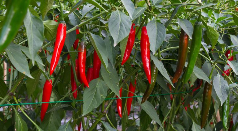 What Type of Peppers Should I Use for My Hot Sauce? – BottleStore.com Blog