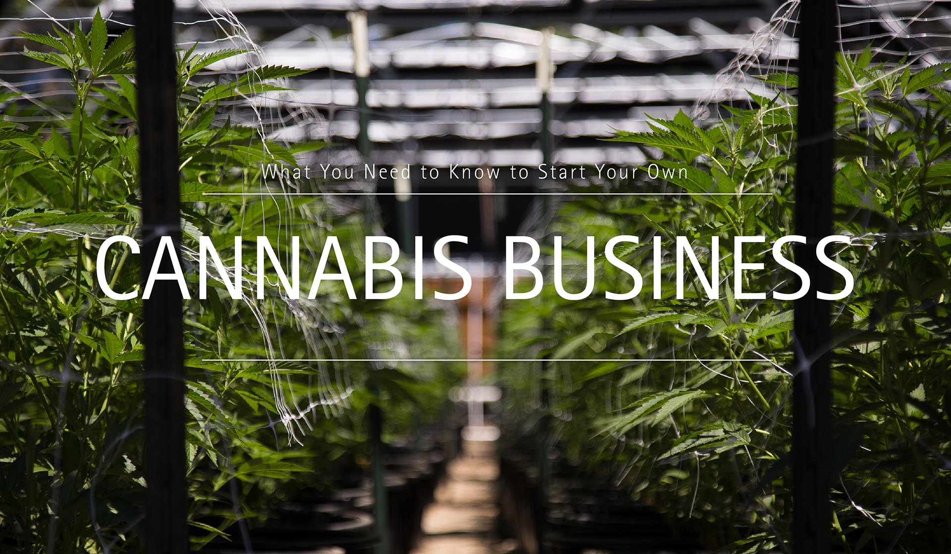 What You Need to Know to Start Your Own Cannabis Business
