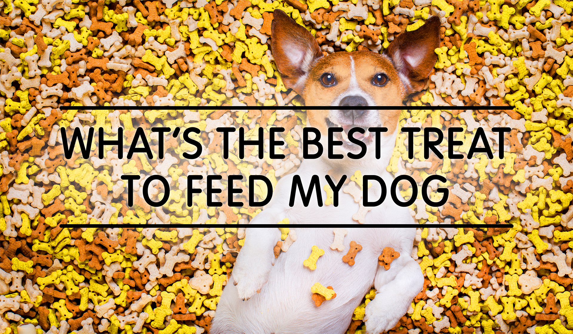 What’s The Best Treat To Feed My Dog?