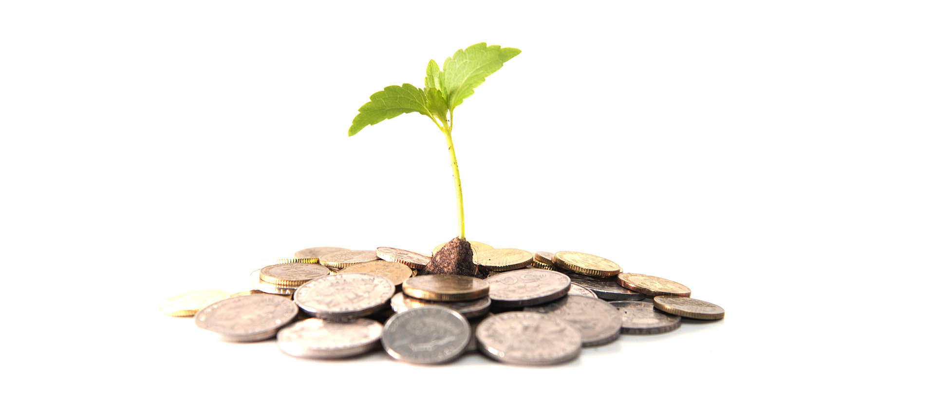 How Do I Start My Own Gardening Business? – BottleStore.com Blog