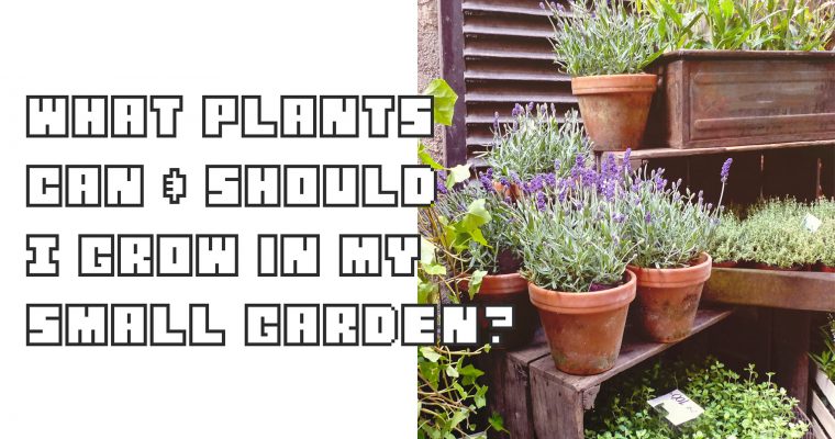 What Plants Can and Should I Grow in My Small Garden?